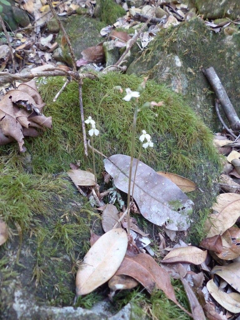Cheirostylis 7