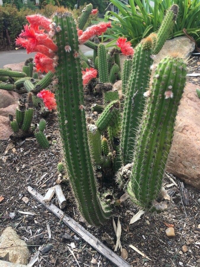 Cleistocactus 9