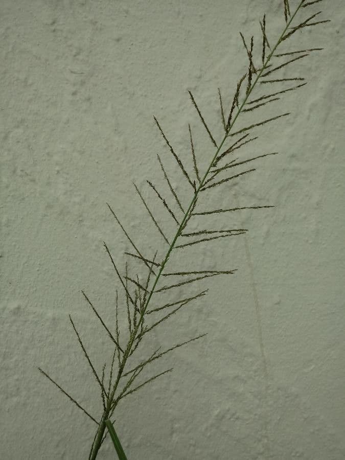 Eragrostis plana 4