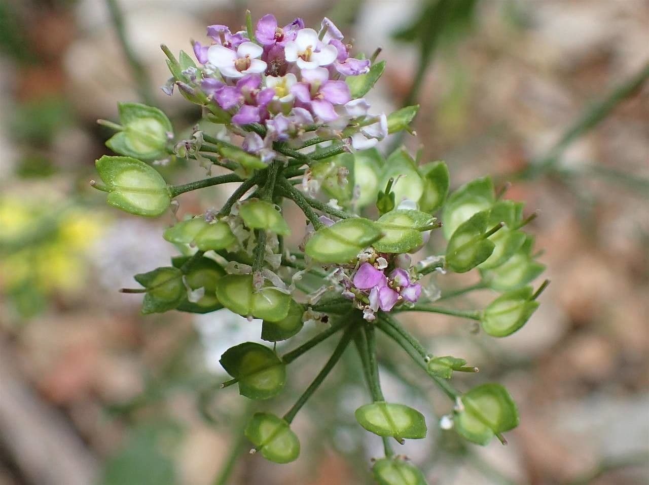 Iberis pinnata 11