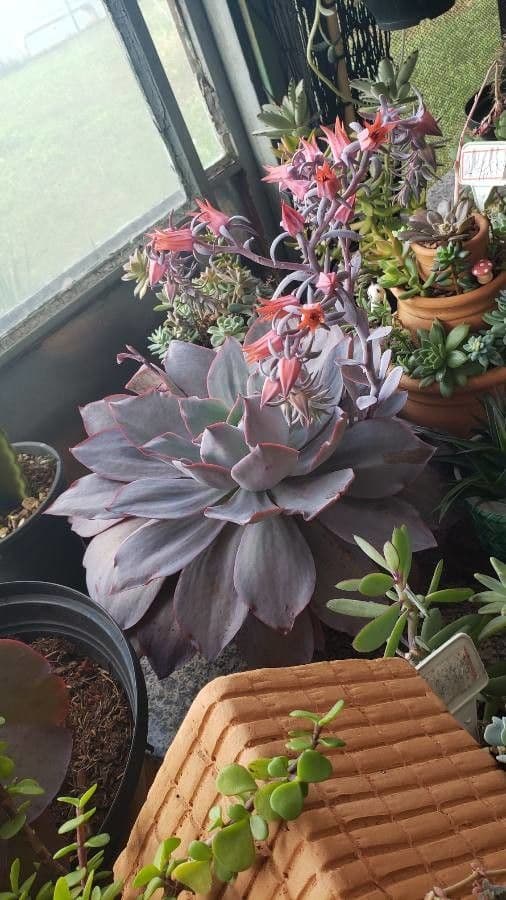 Echeveria 24