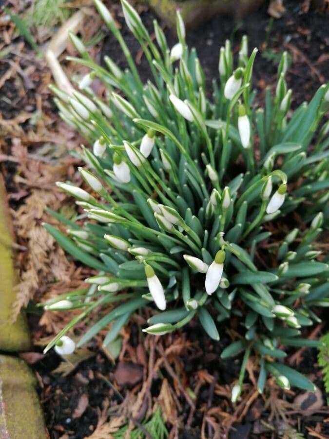 Sněženka podsněžník 21