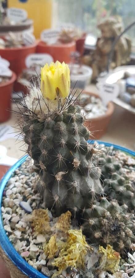 Copiapoa 9