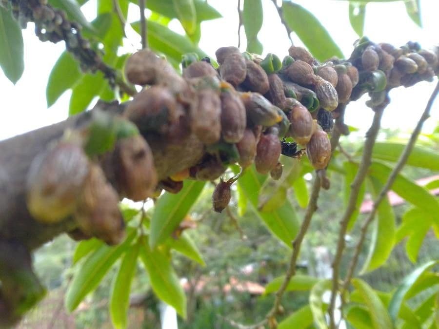 Elattostachys 17