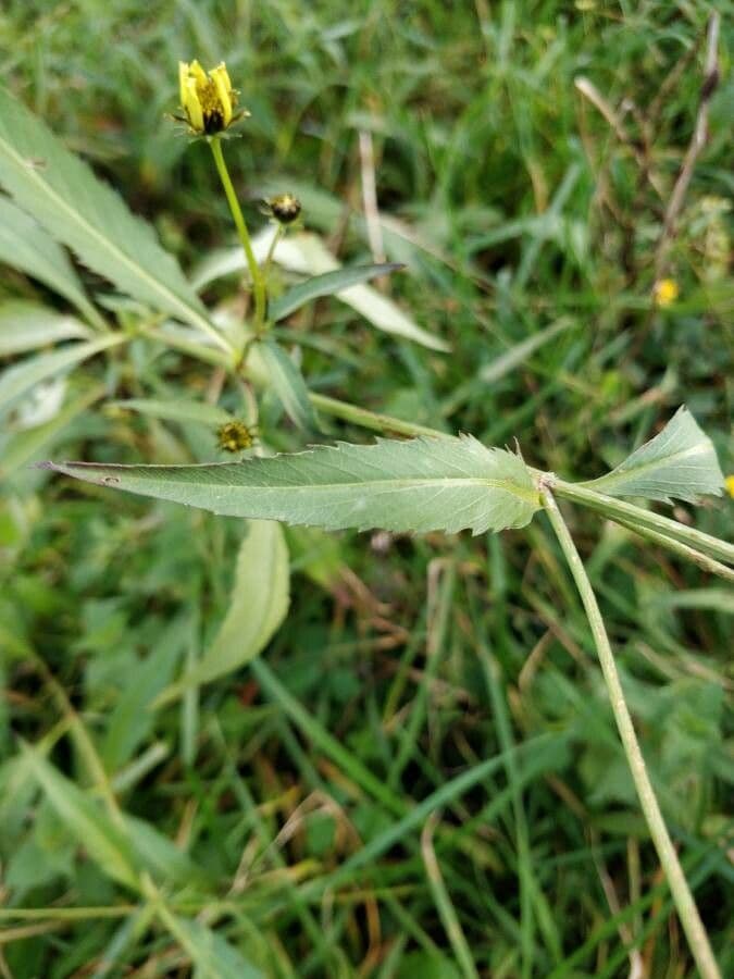 Bidens aurea 15