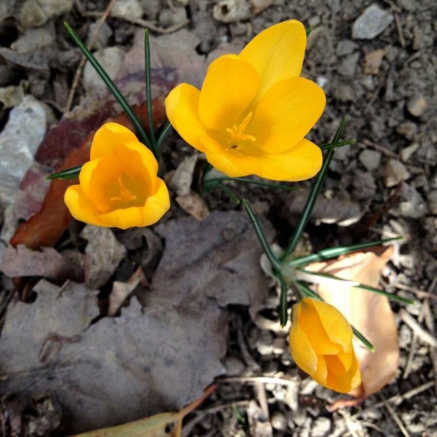 Goldkrokus 3