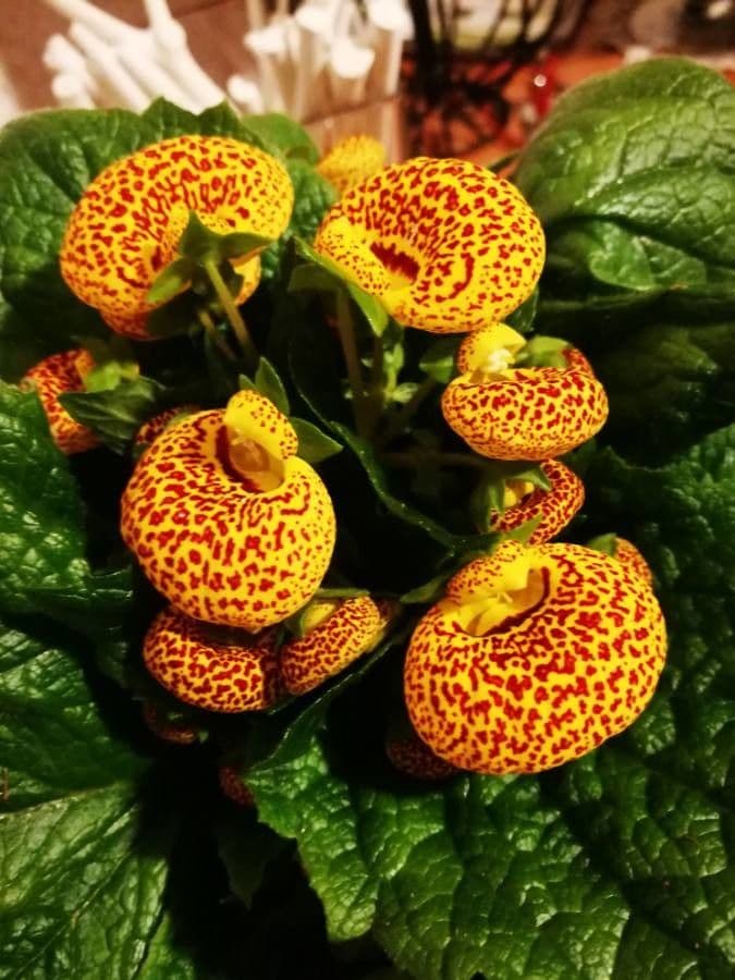 Calceolaria 6