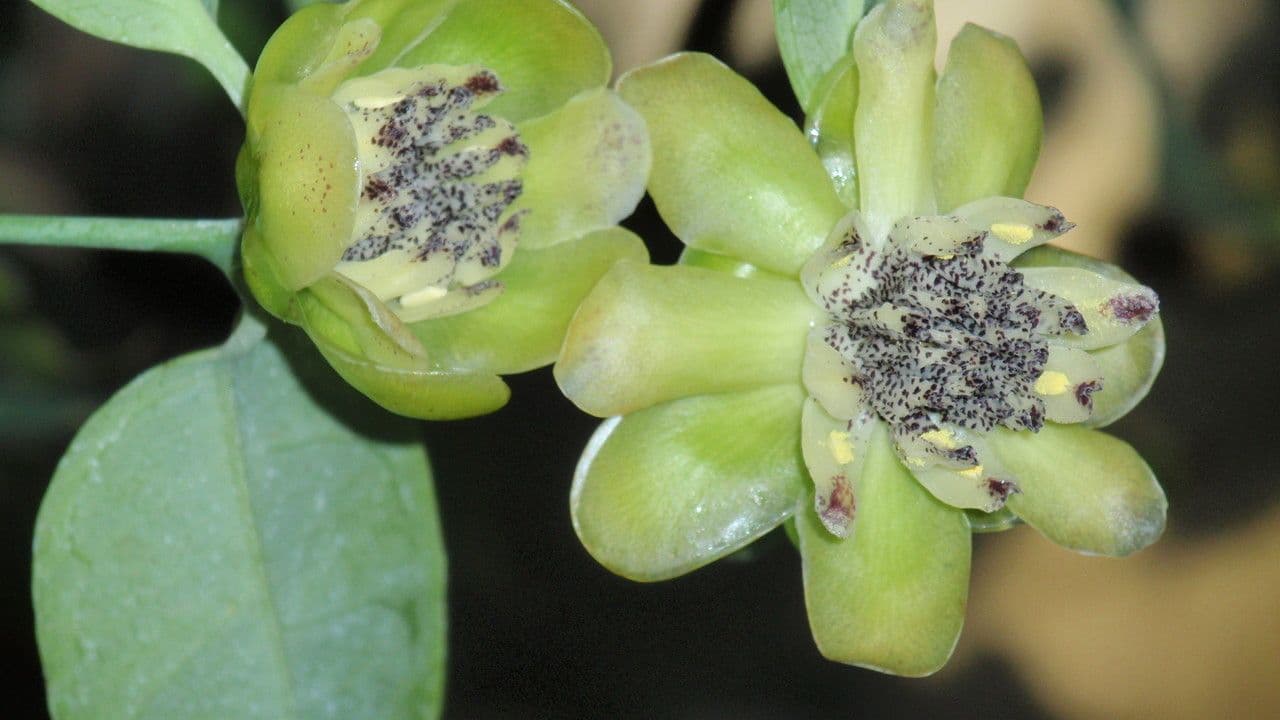 Austrobaileya 4