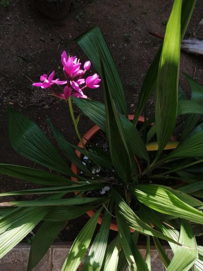Spathoglottis plicata 25