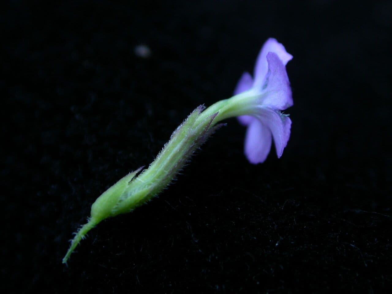 Buchnera 3