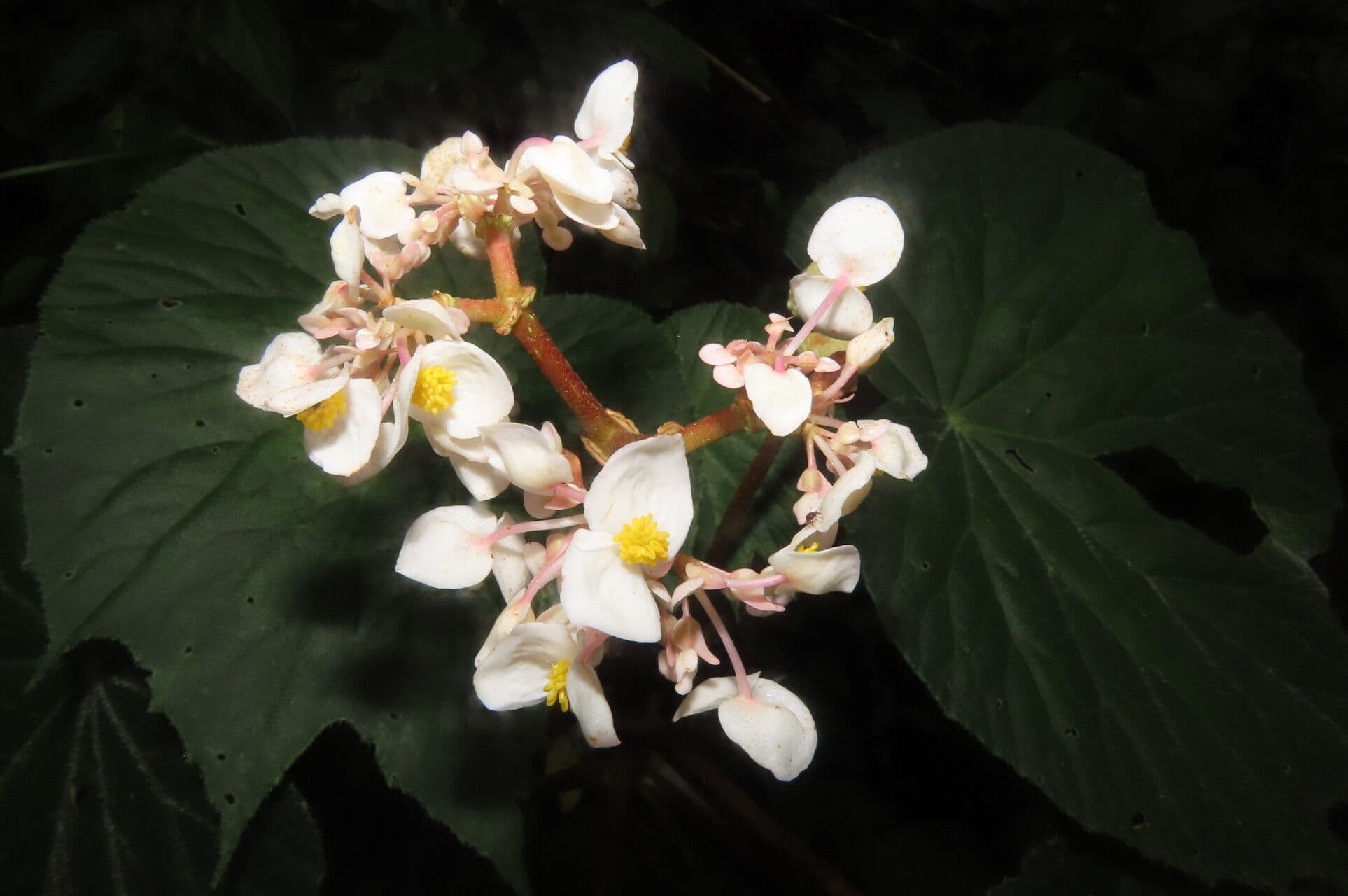Begonia