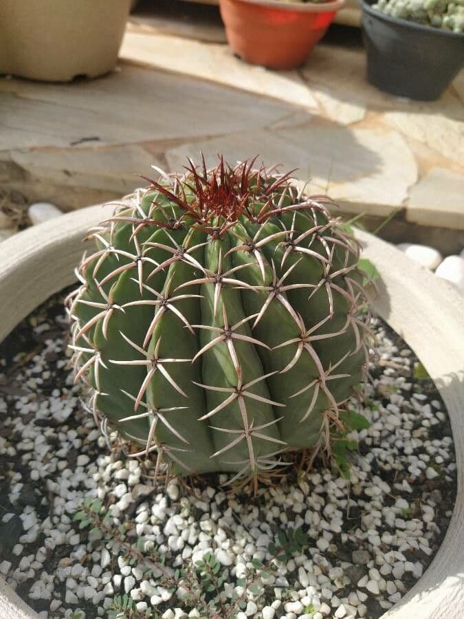 Melocactus nain 17