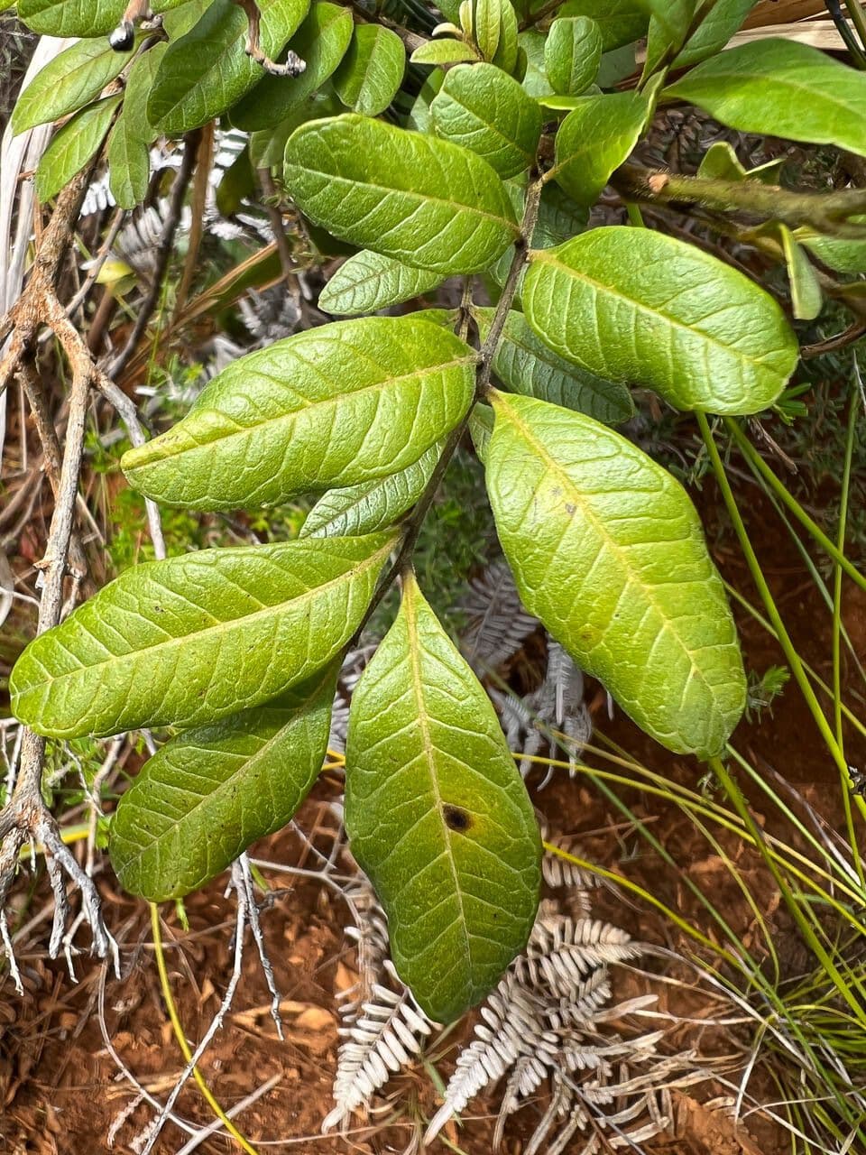 Guioa villosa 13