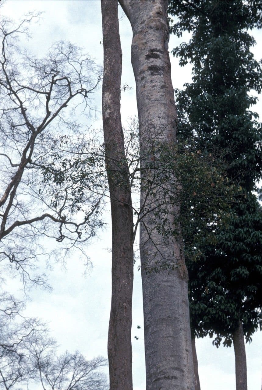 Nesogordonia