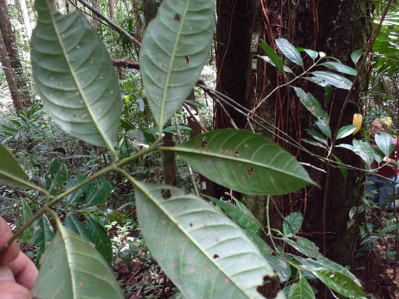 Faramea