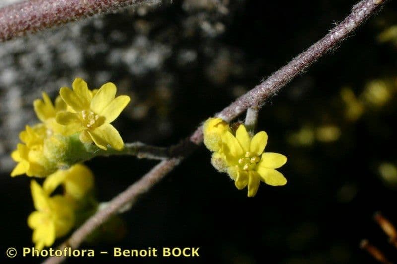 Aurinia petraea 11