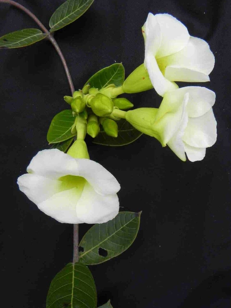 Odontadenia 3