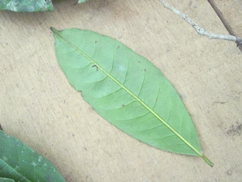 Amanoa 9