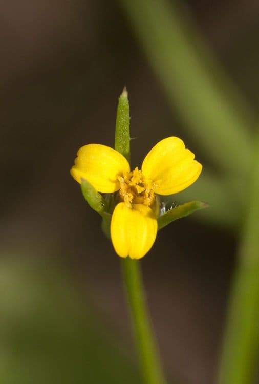Heterosperma 3