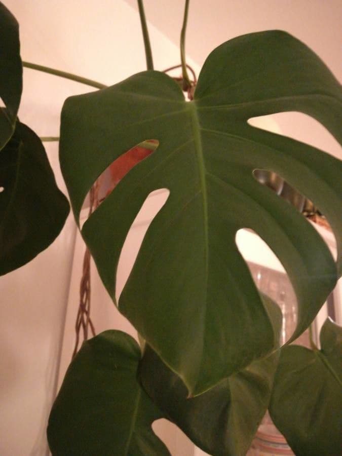 Monstera lahodná 17