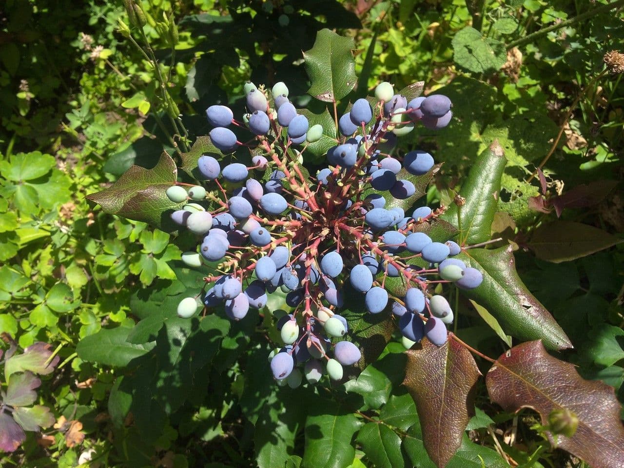 Uva de Oregón 5