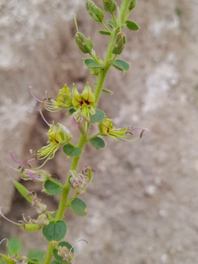 Cleome 4
