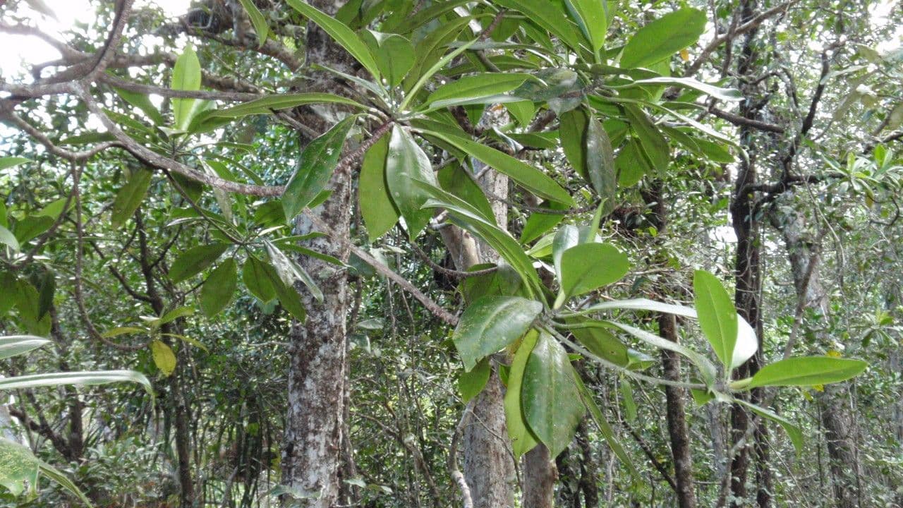 Mangrovia birmana 7