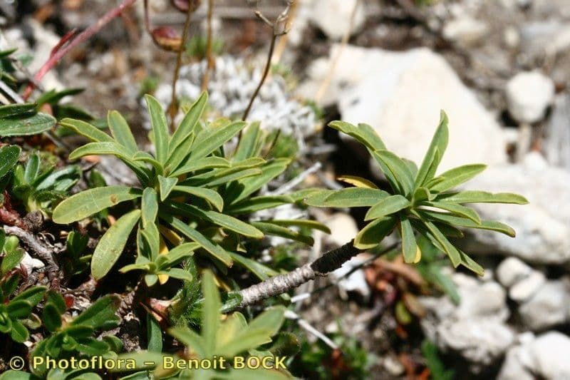Dafne striata 19