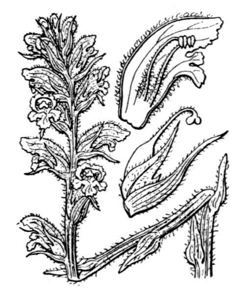 Orobanche pubescente 13