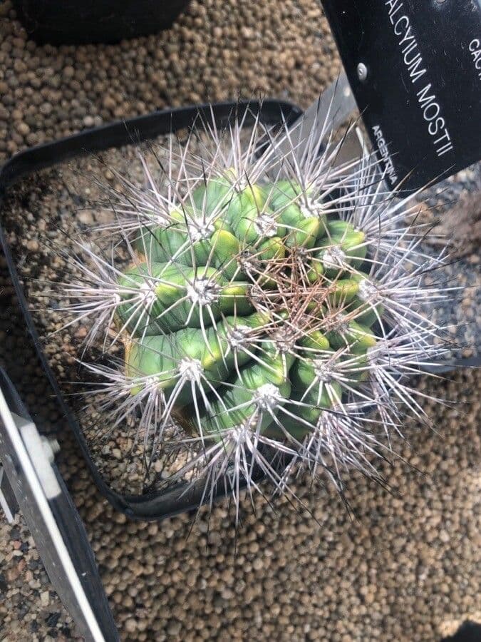 Gymnocalycium 5
