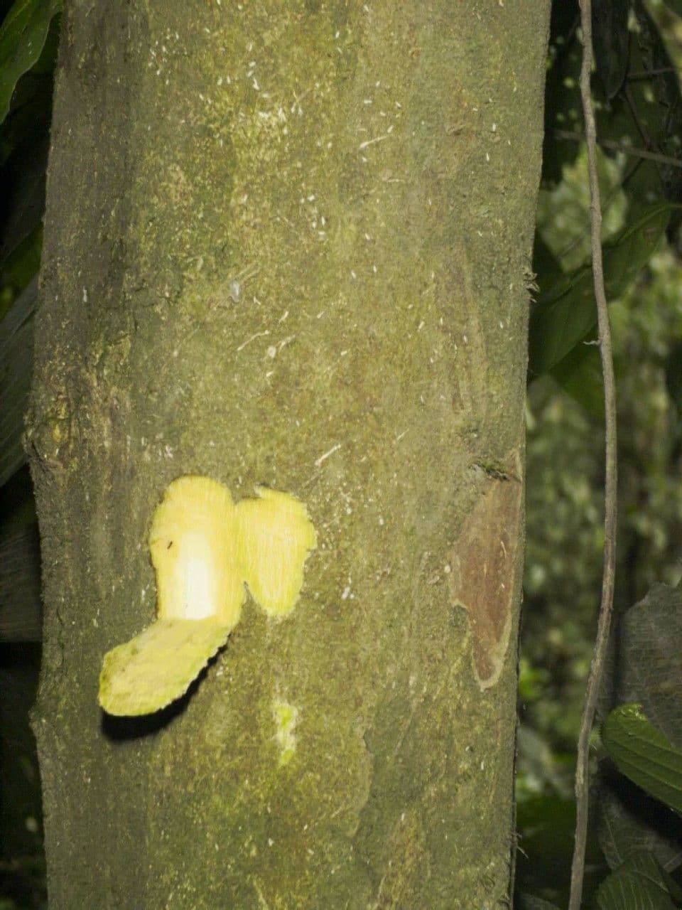 Quararibea 6