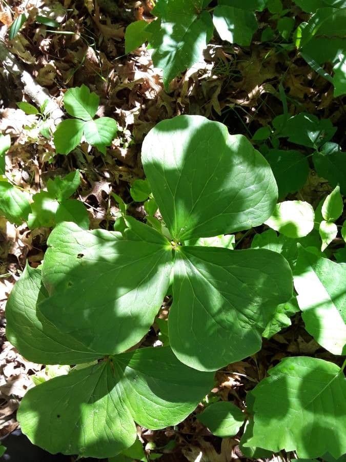 Trillium pochylone 19