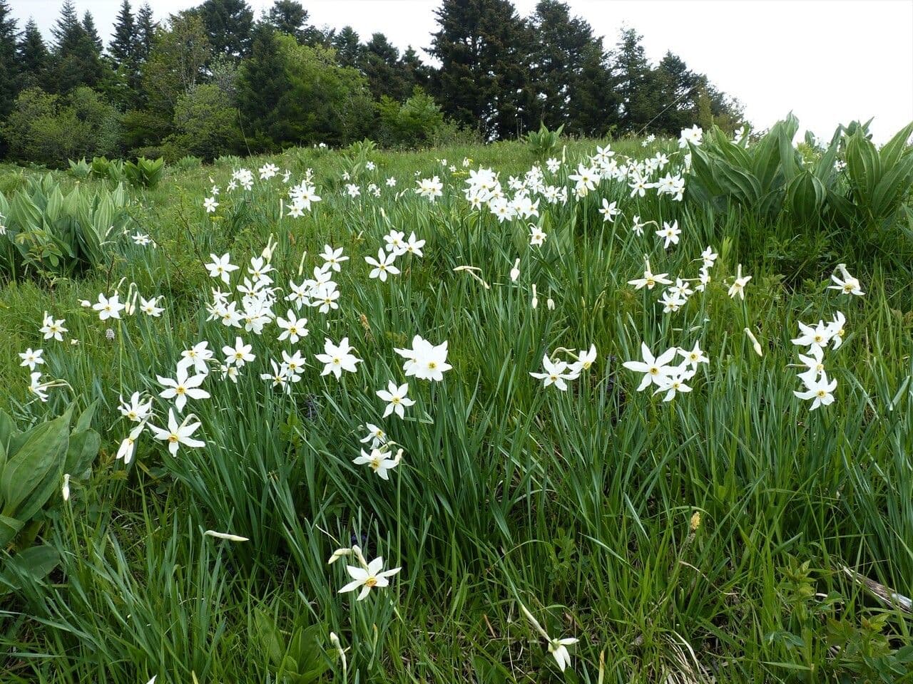 Narciso selvatico 29