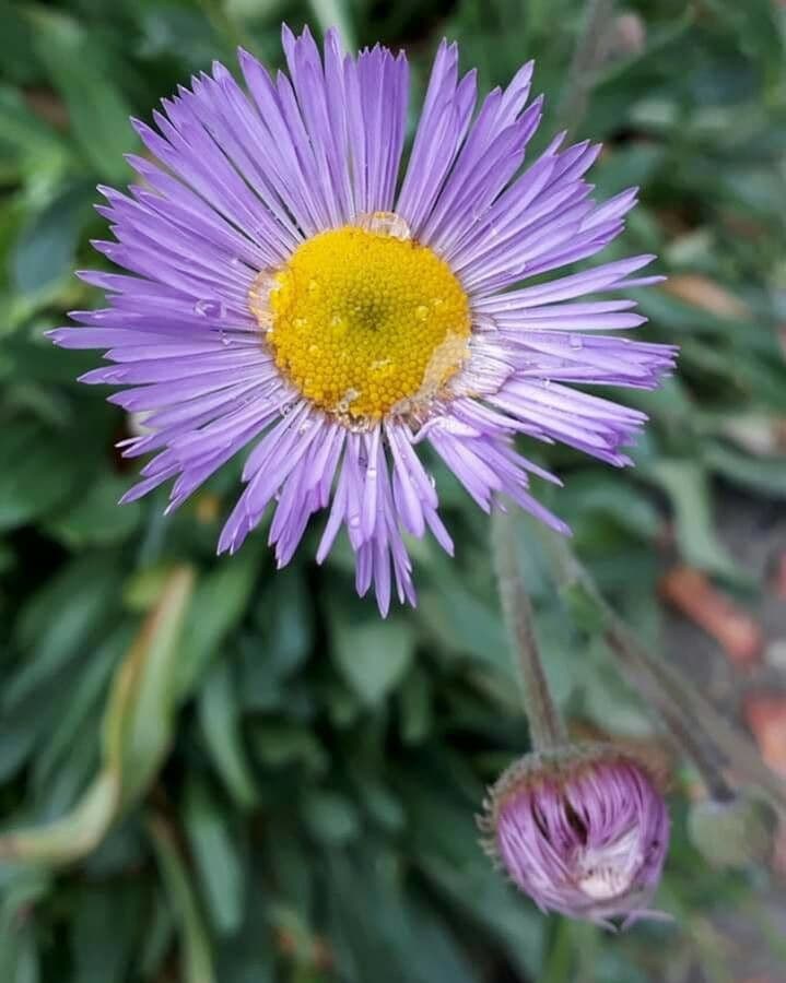 Fleabane piękny 4