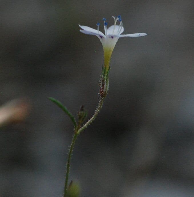 Miniatur-Gilia 2