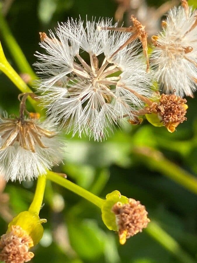Senecio angulatus 5