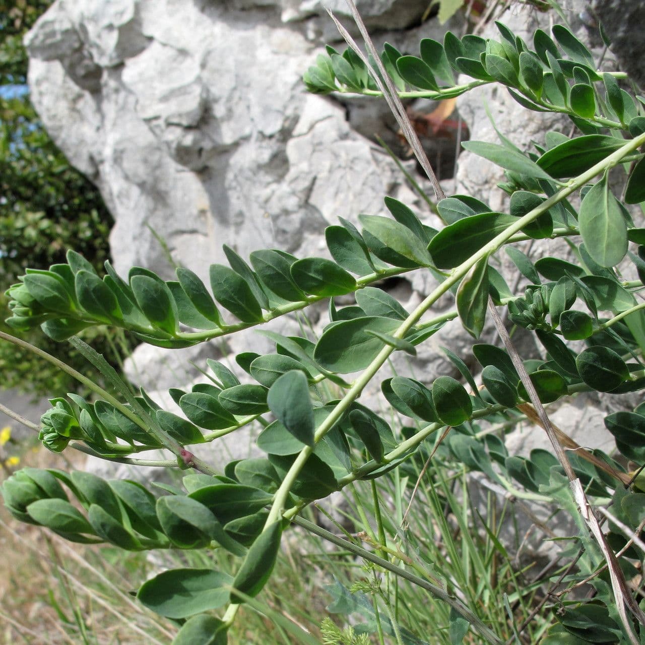 Telephium imperati 18