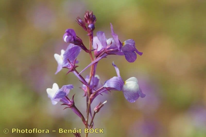 Linaria incarnata 5