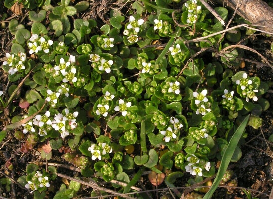 Coclearia danese 8