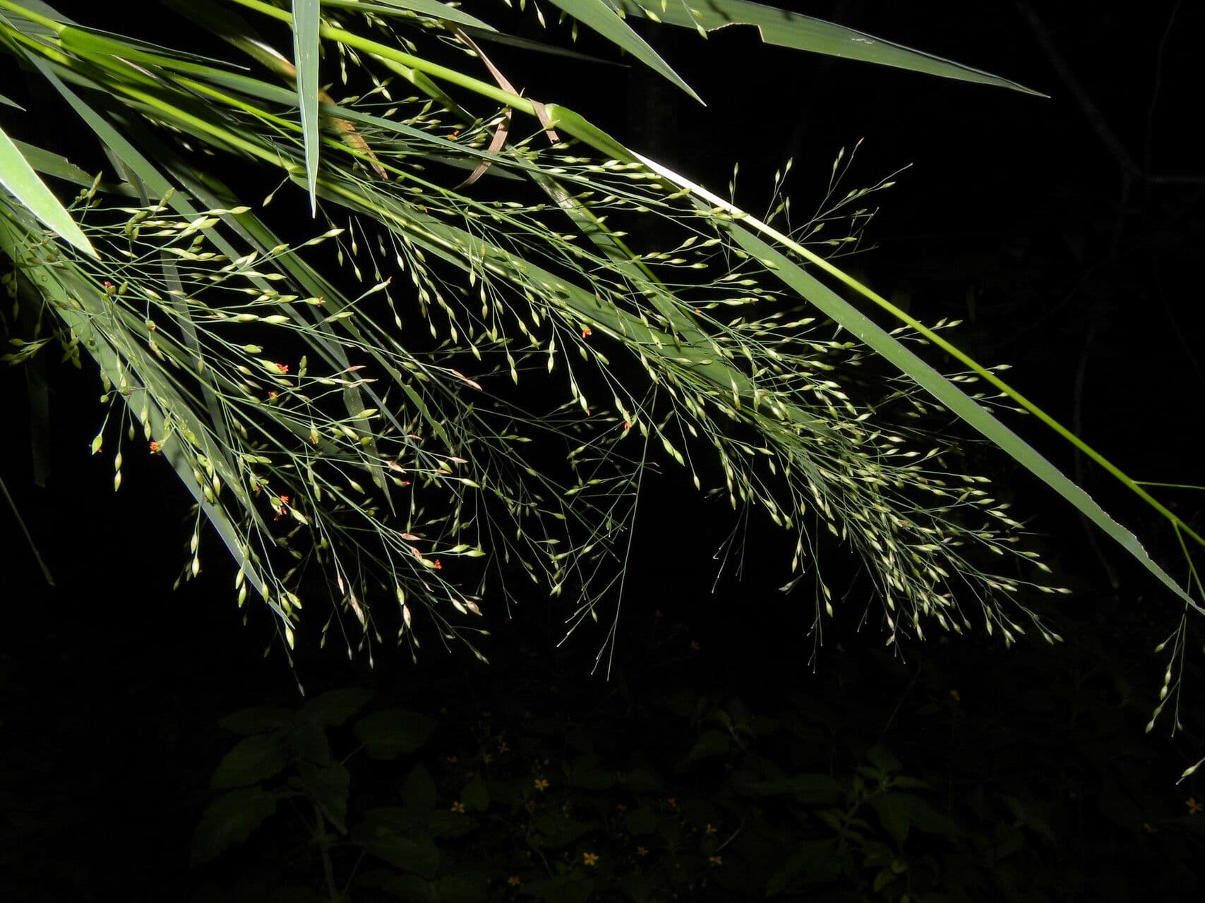 Panicum 3