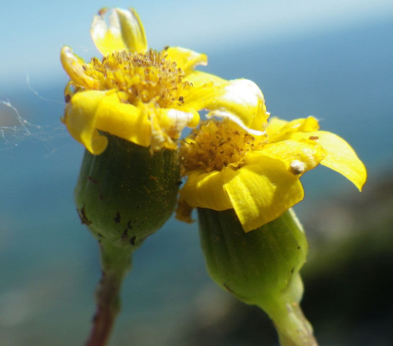 Senecio transitorio 4