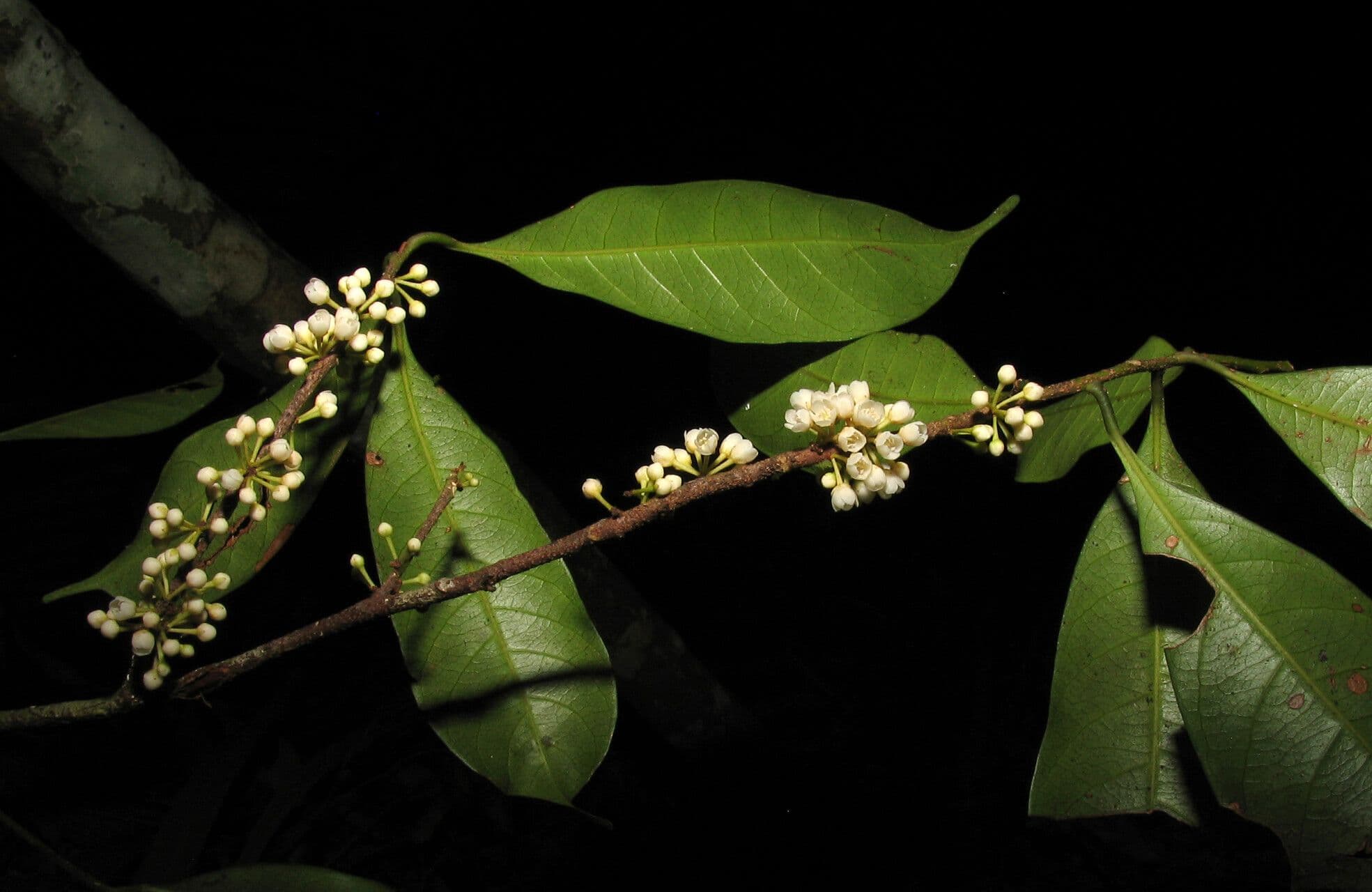 Pouteria