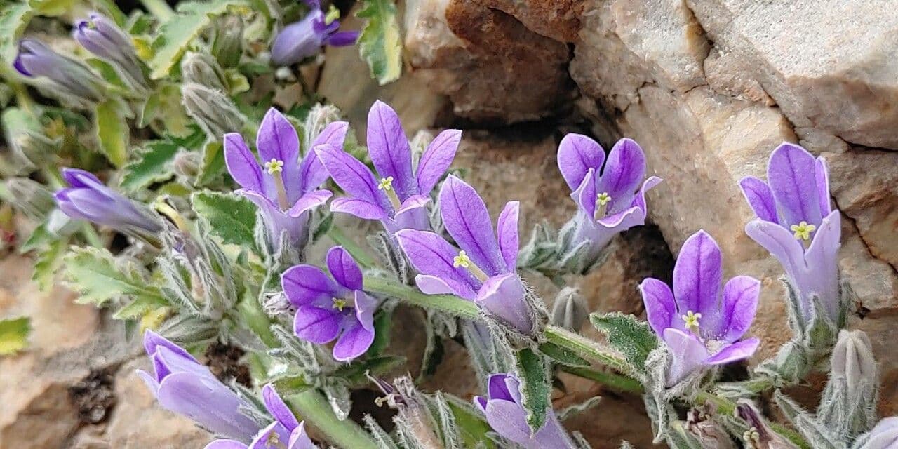 Campanula
