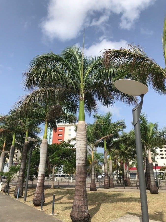 Palma real cubana 15