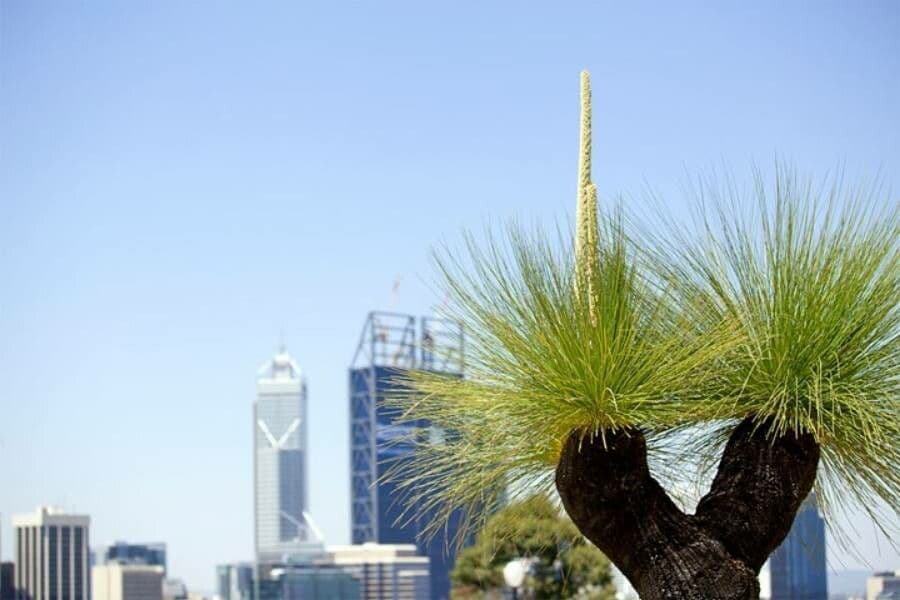 Xanthorrhoea 18