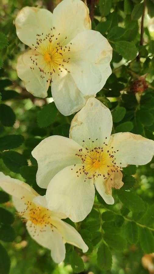 Bibernell-Rose 8