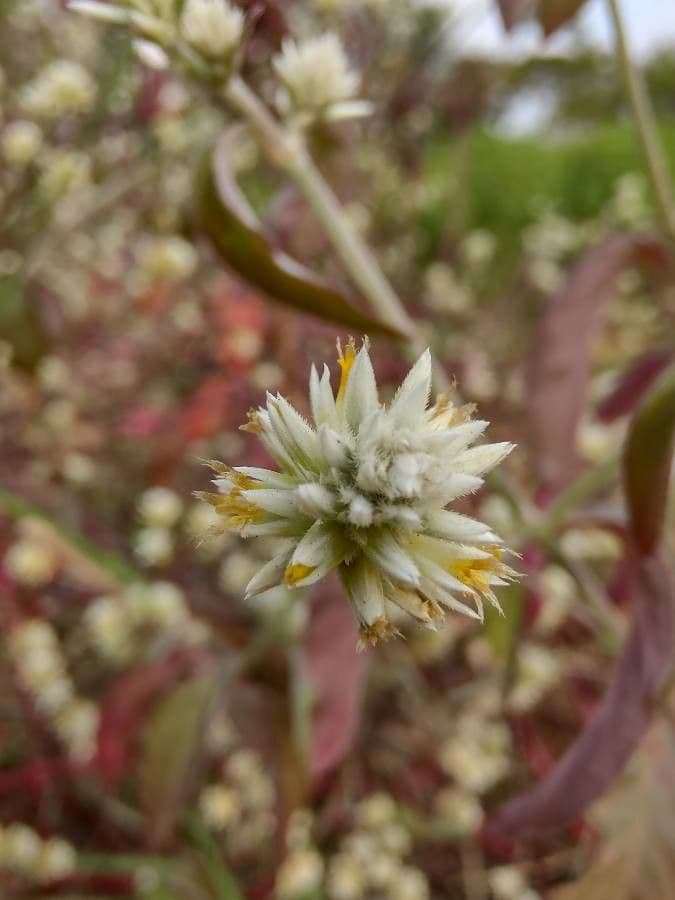 Yellow joyweed 2