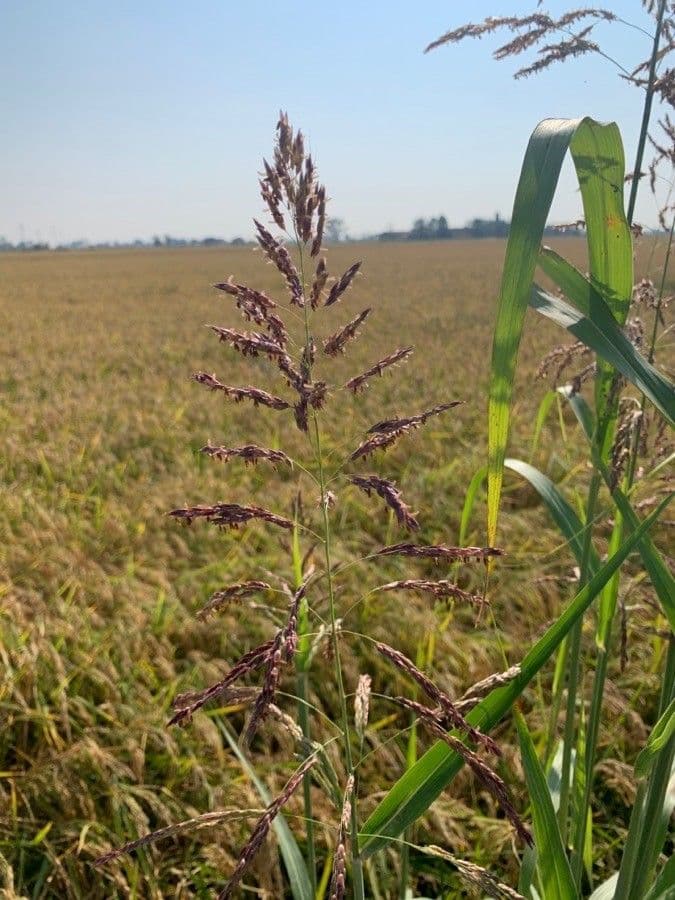 Čirok halepský