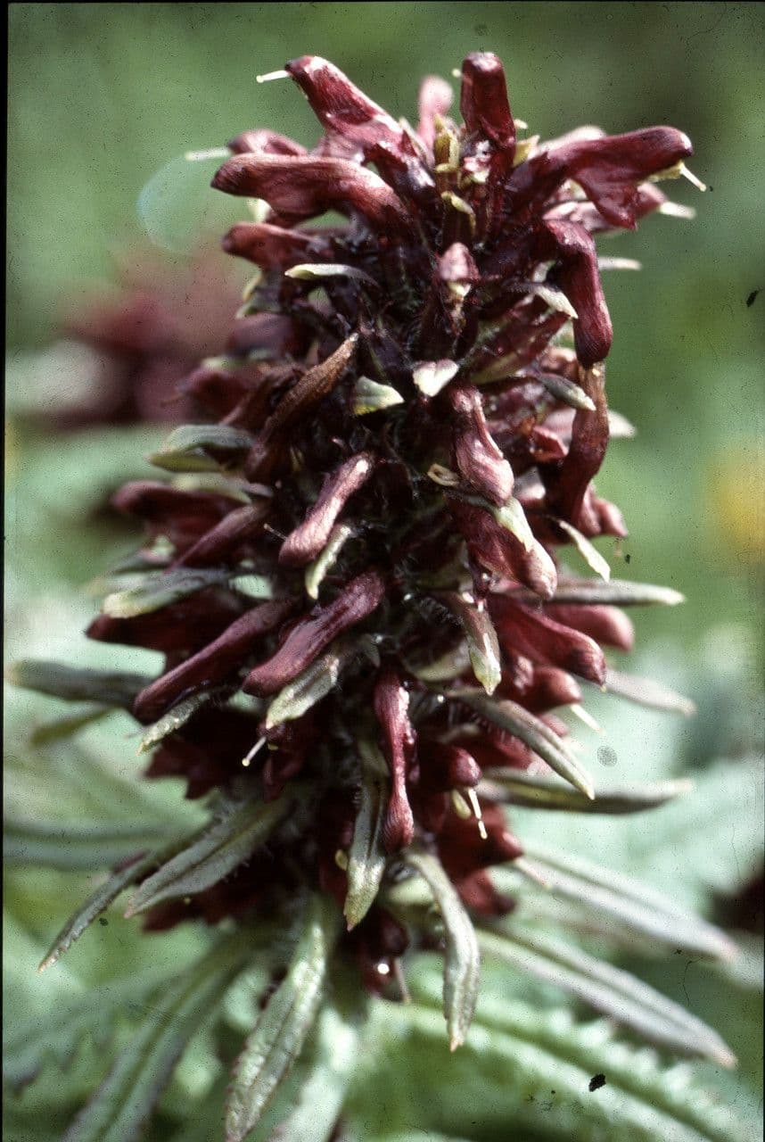 Pedicularis rosea