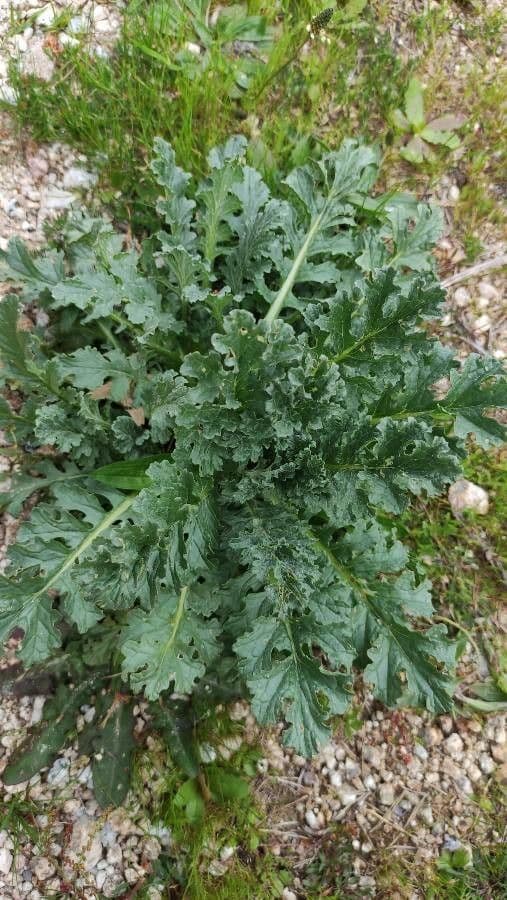 Senecio 12